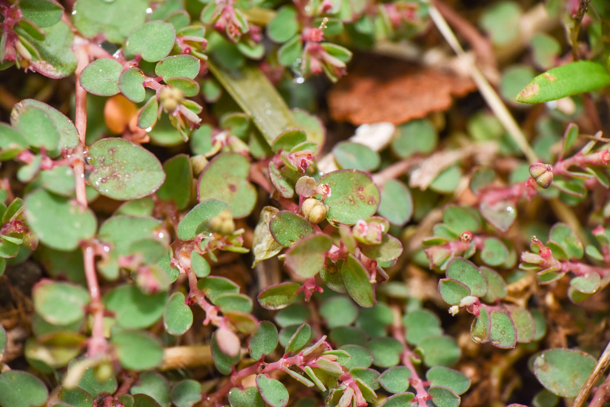 Image of Euphorbia makinoi Hayata