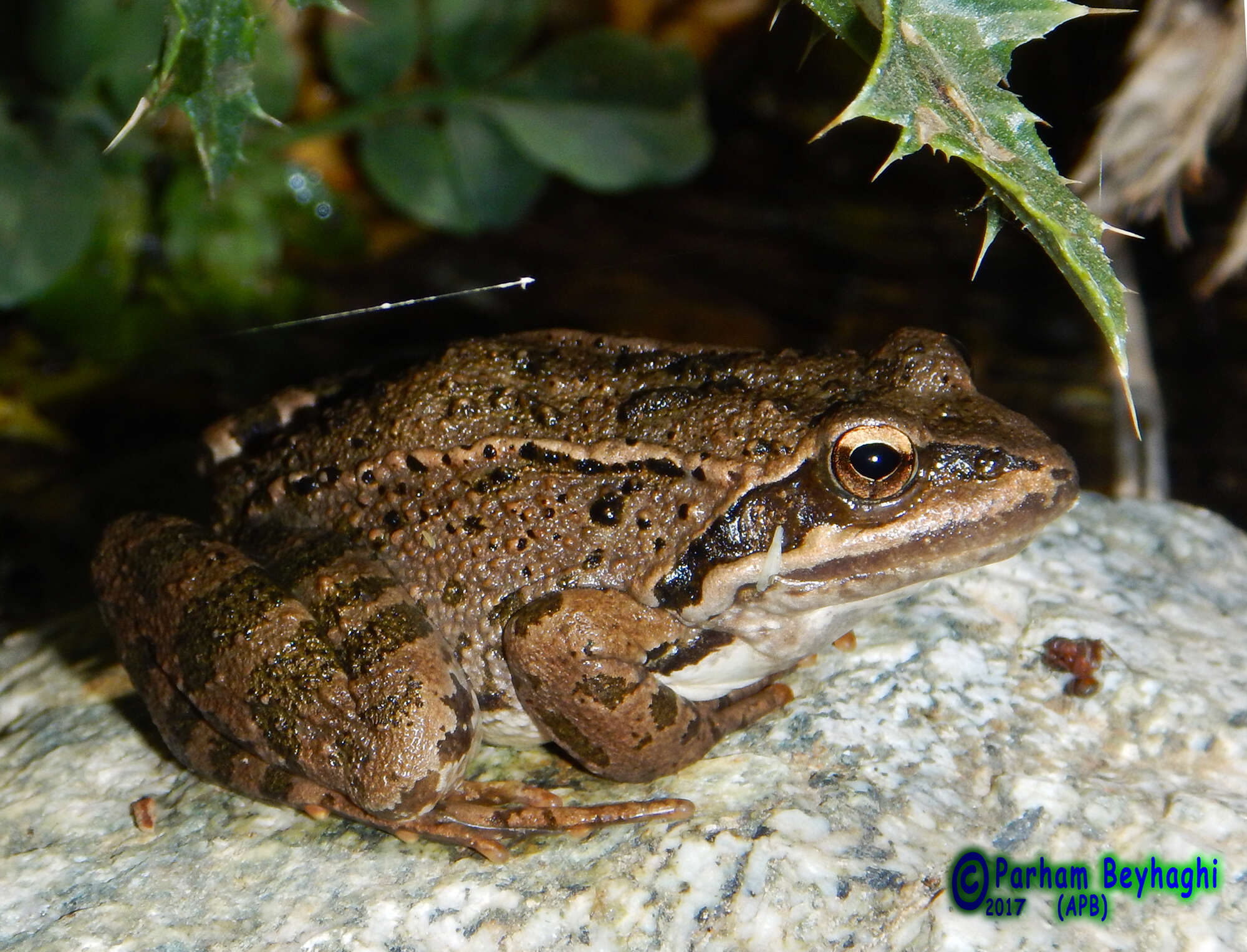 Imagem de Rana macrocnemis Boulenger 1885