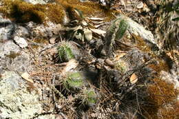 صورة Echinocereus rischeri
