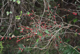 Image of Ilex serrata Thunb.