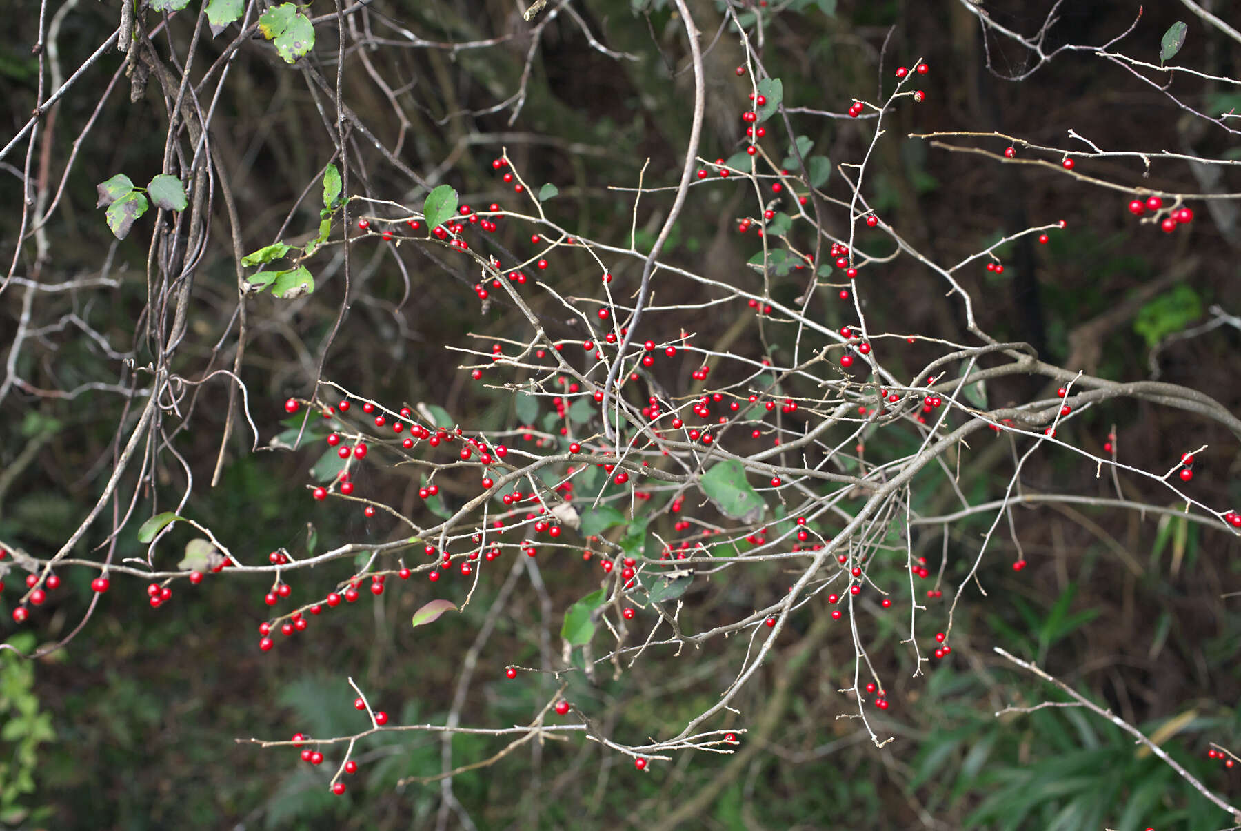 Image of Ilex serrata Thunb.