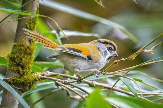 Image of Black-throated Parrotbill