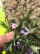 Image of Great Basin langloisia