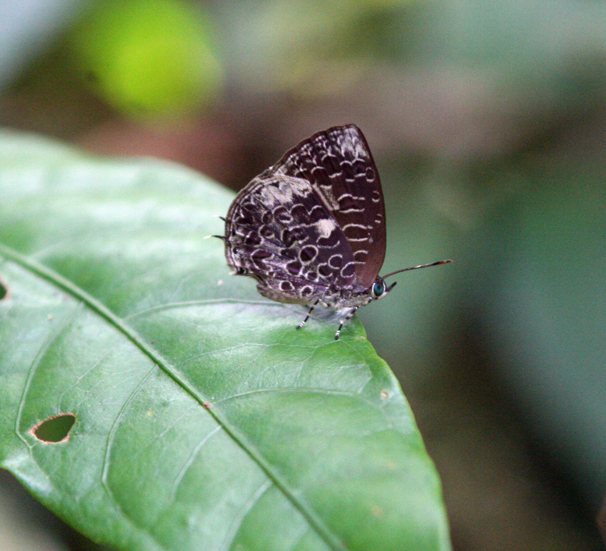 Image of Arhopala ammonides (Doherty 1891)