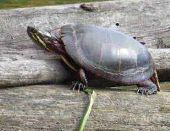 Image of Chrysemys picta marginata Agassiz 1857