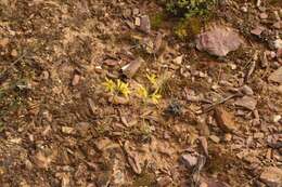 Image of Albuca concordiana Baker