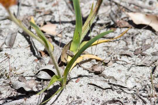 Image of Anigozanthos humilis Lindl.