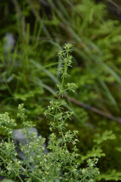 Image of Galium acutum Edgew.