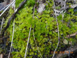 Imagem de <i>Rosulabryum billardierei</i>