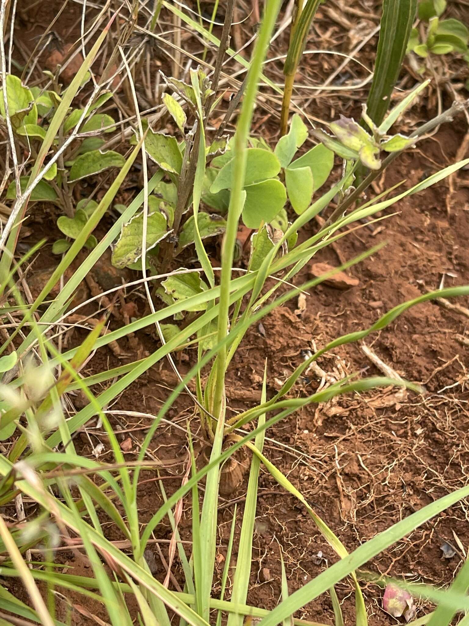 Plancia ëd Aloe bergeriana (Dinter) Boatwr. & J. C. Manning