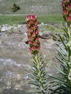 Imagem de Rhodiola semenovii (Regel & Herd.) Boriss.