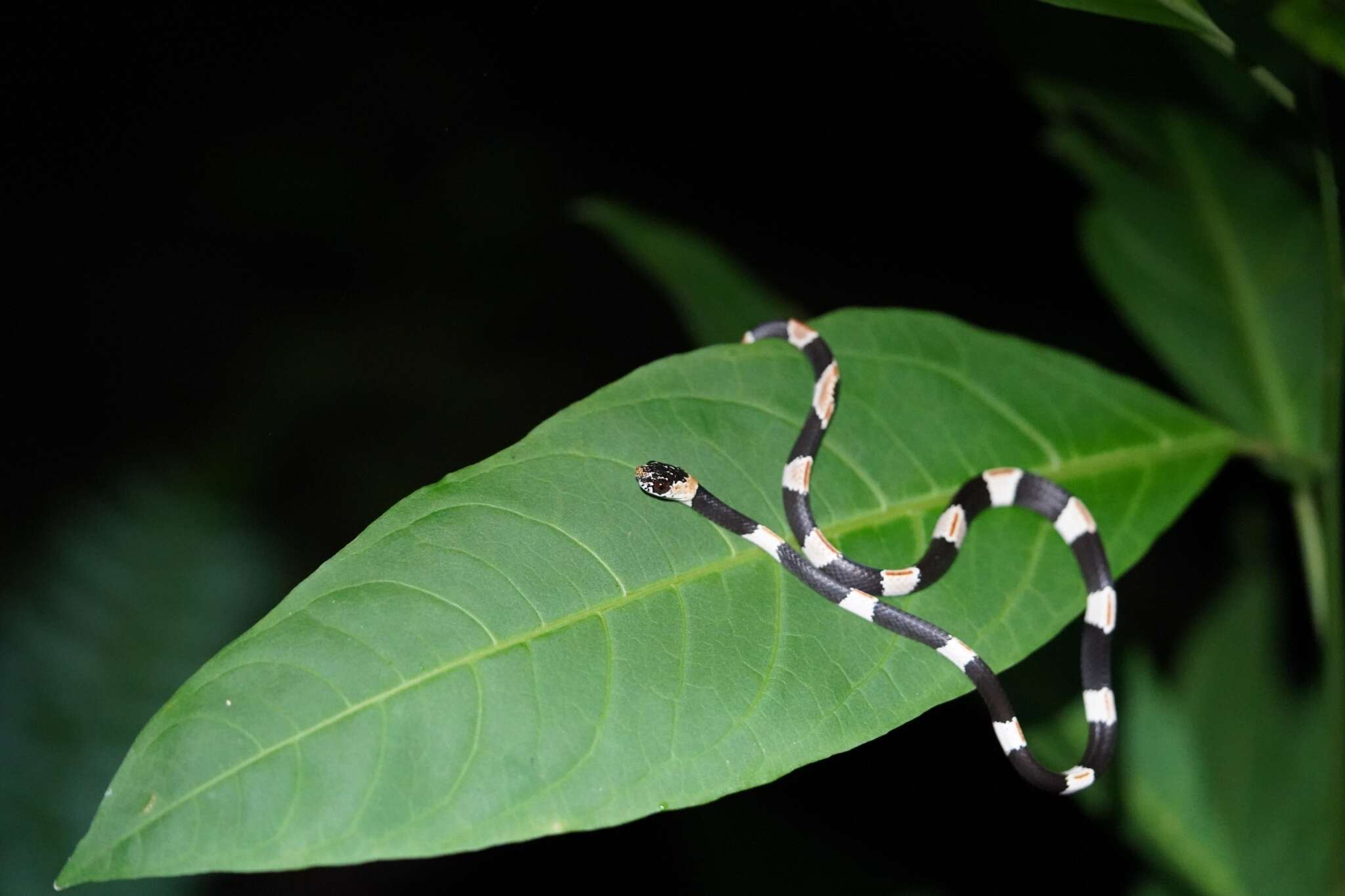 Image of American Snail-eater