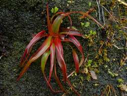 Imagem de Dracophyllum menziesii Hook. fil.