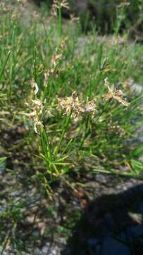 صورة Genista radiata (L.) Scop.