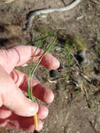 Image of Romulea setifolia N. E. Br.