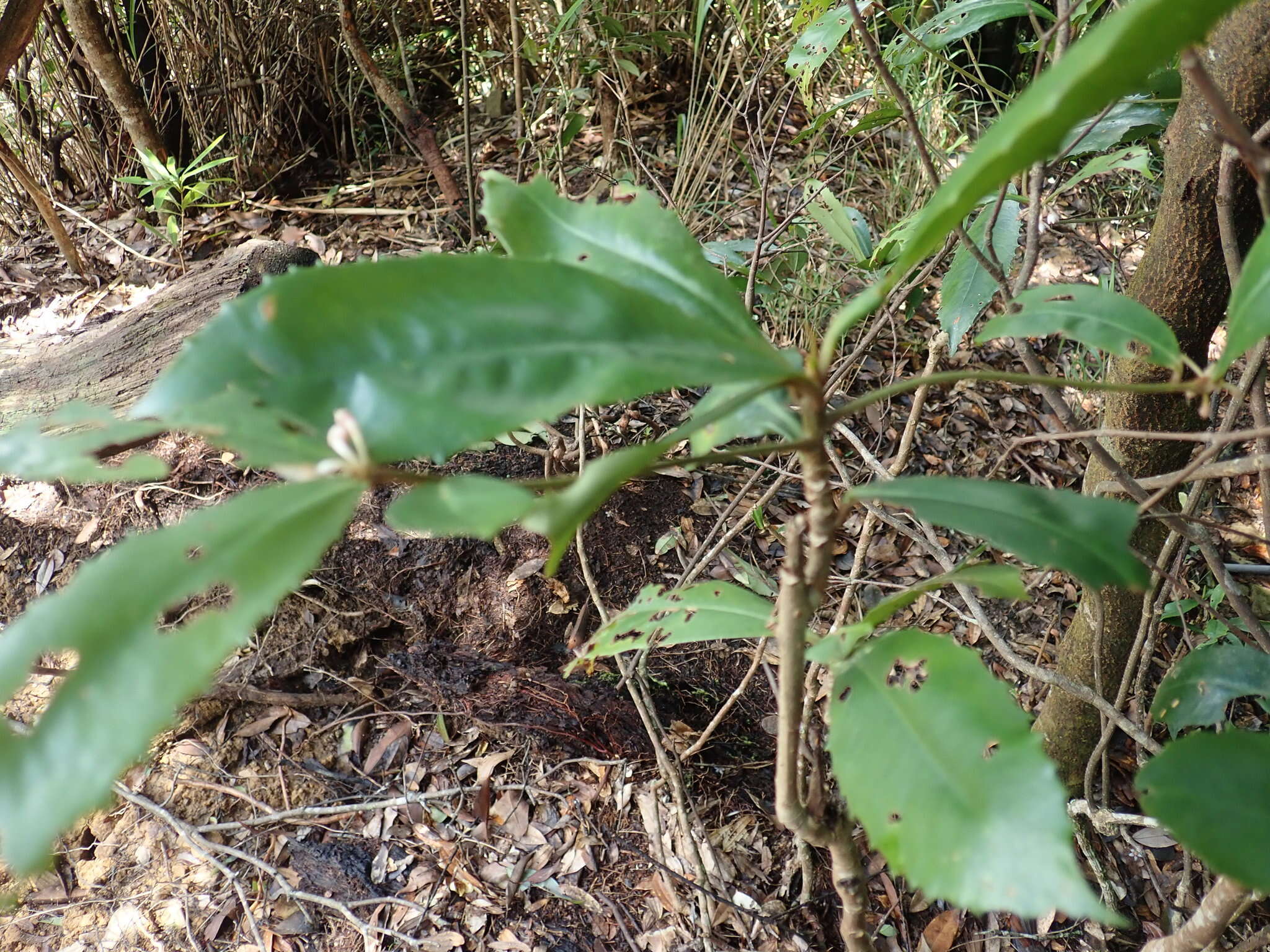 صورة Ardisia cornudentata Mez