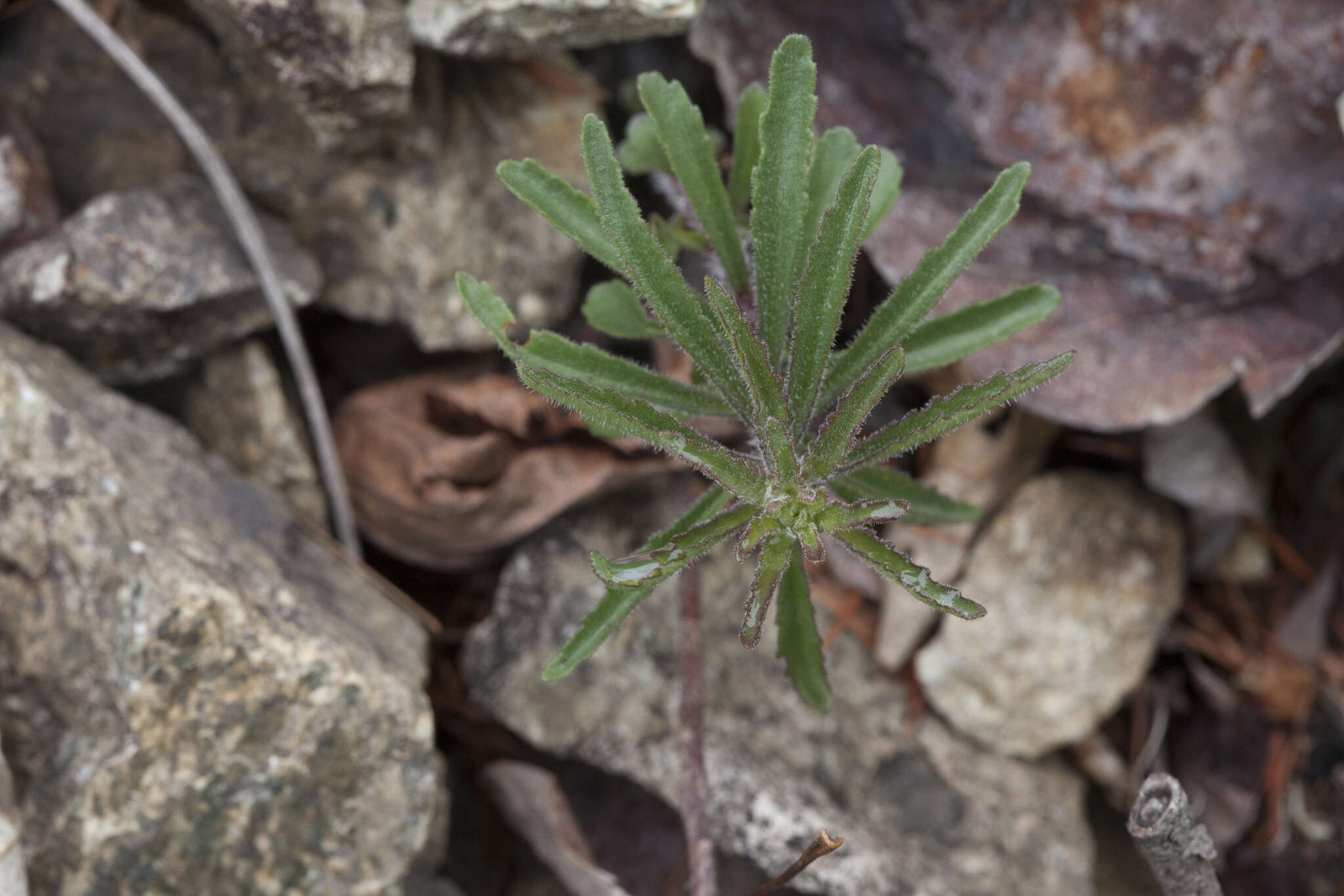 Image of <i>Sedum selskianum</i> Regel & Maak