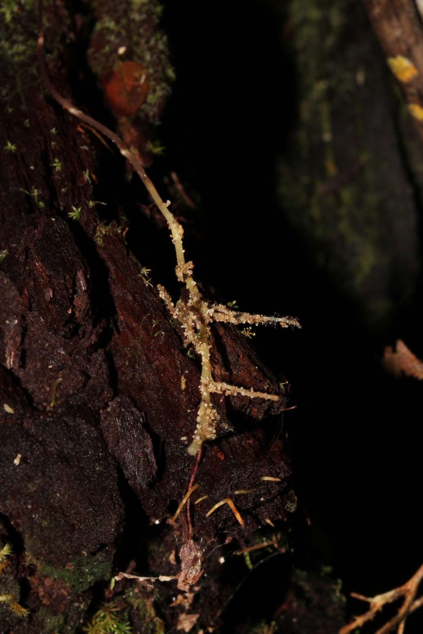 Image of Seychellaria madagascariensis C. H. Wright