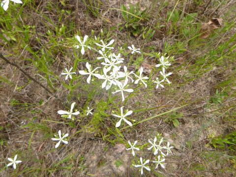 Sabatia quadrangula Wilbur resmi