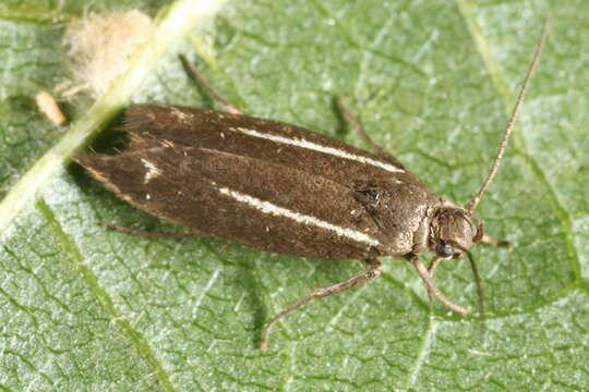 Слика од Scythris knochella Fabricius 1794