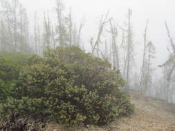 Image of Schreiber's manzanita