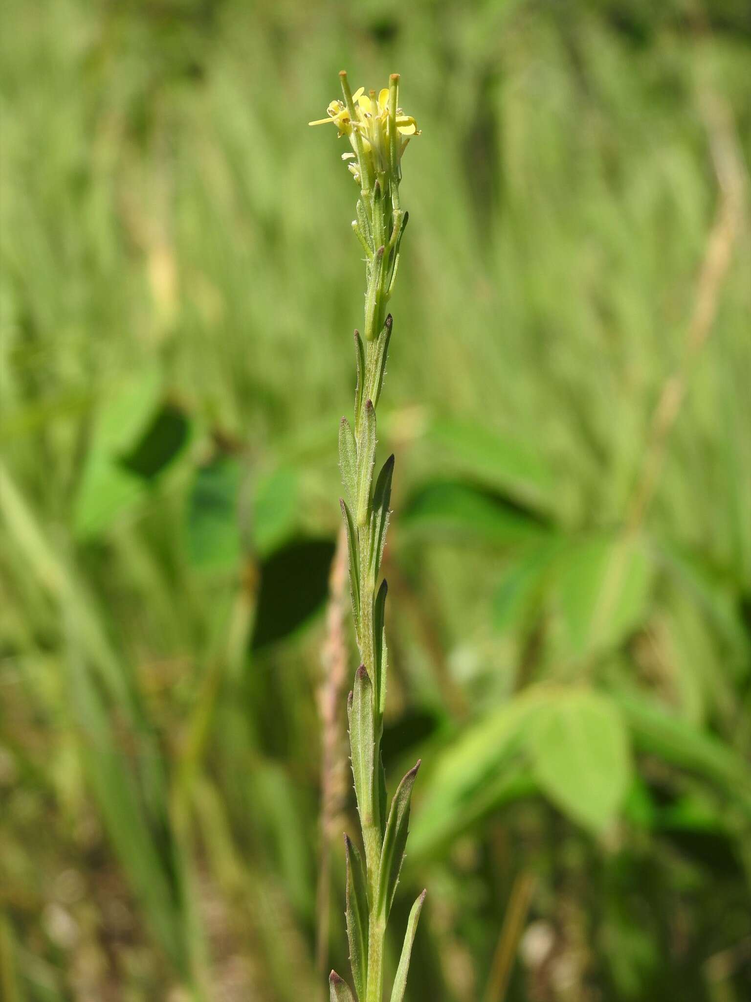 Image of shy wallflower