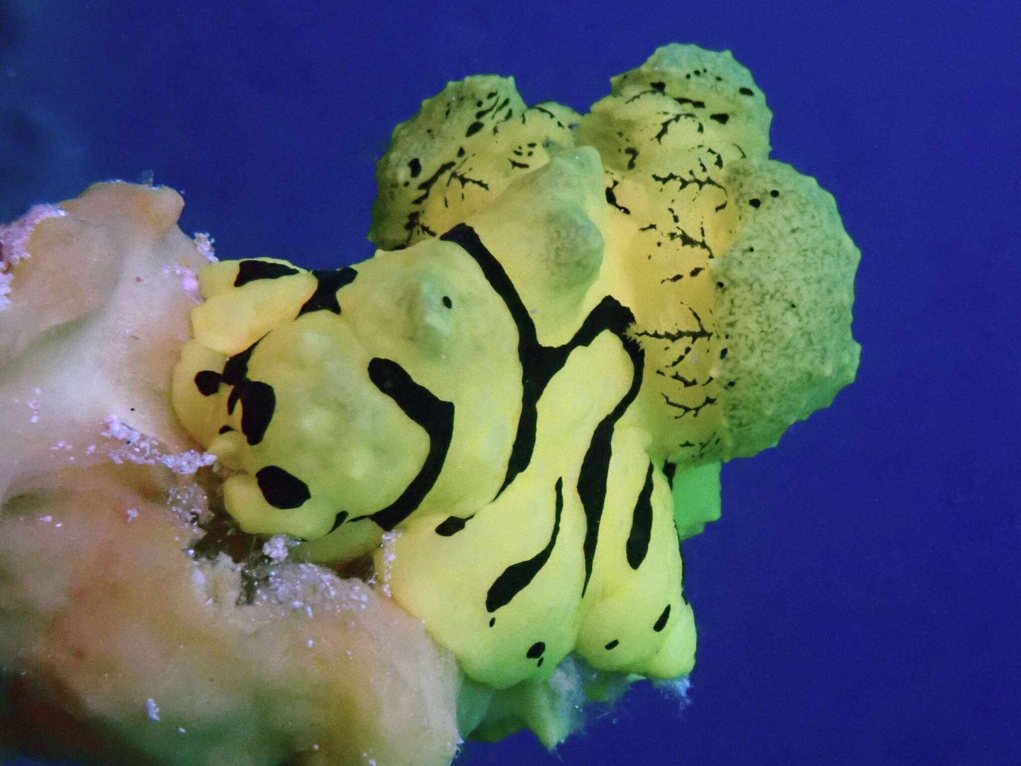 Image of Giant yellow nudibranch