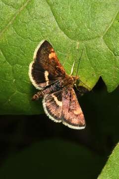 Image of Pyrausta obfuscata Scopoli