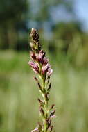 Image of Lysimachia dubia Solander