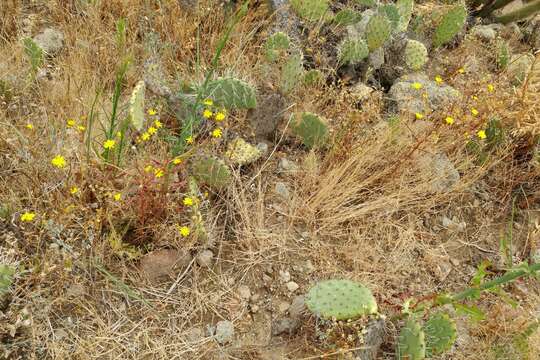 Image de Malacothrix foliosa subsp. foliosa