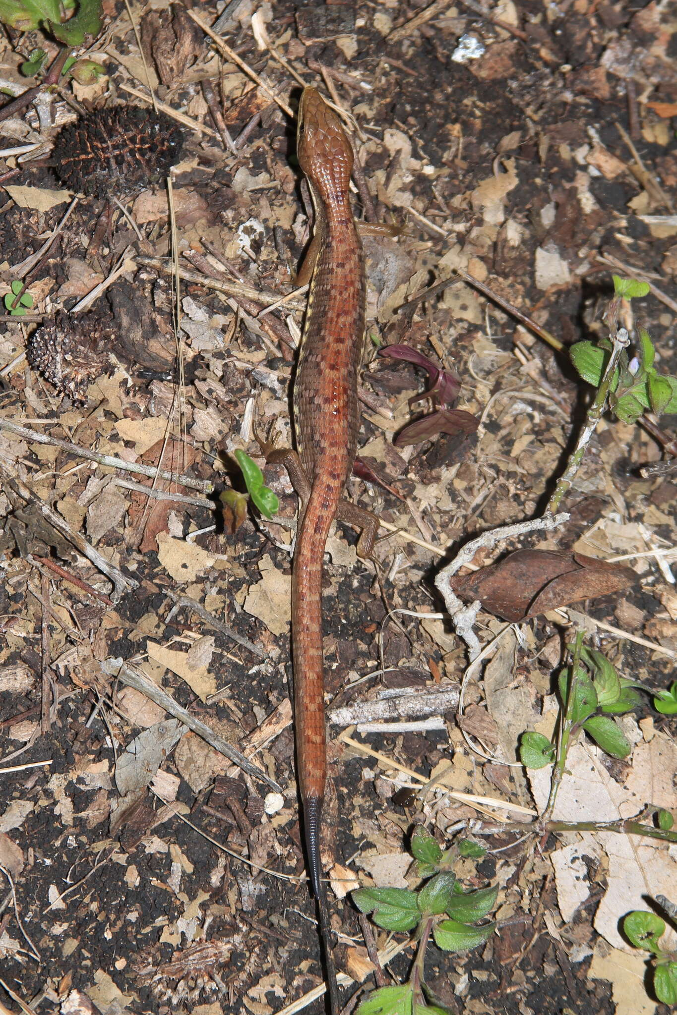 Image of Texas Alligator Lizard