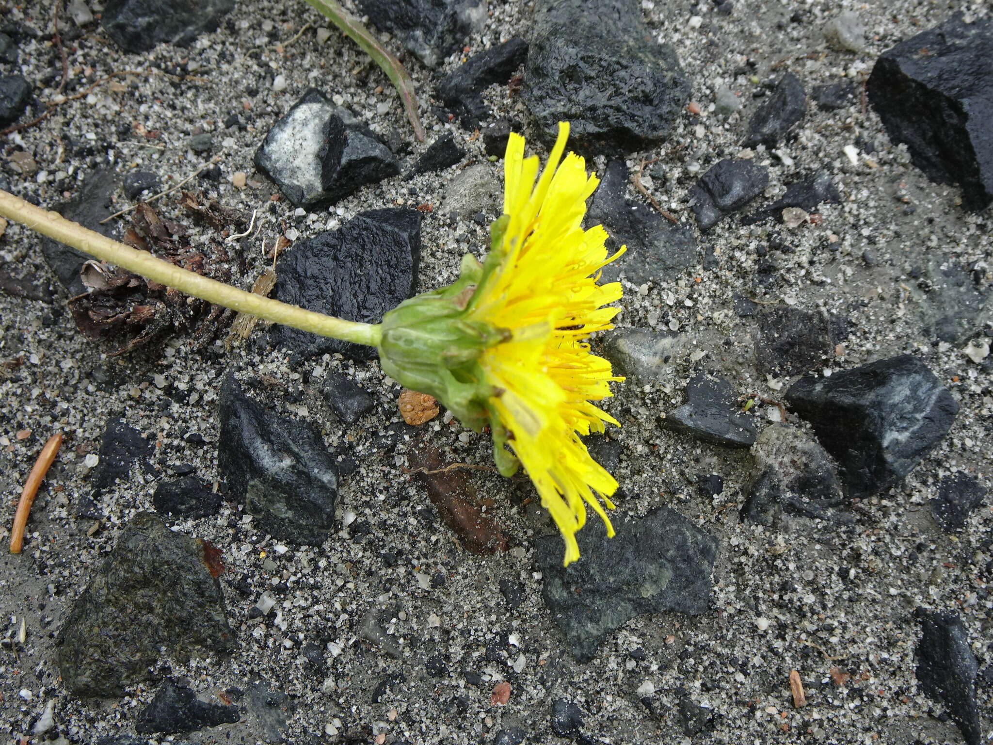 Image of Horned Dandelion