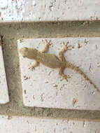 Image of Common Wall Gecko