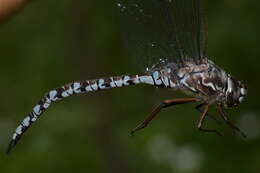 Image of Zigzag Darner