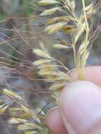 Image of Lopsided Indian Grass