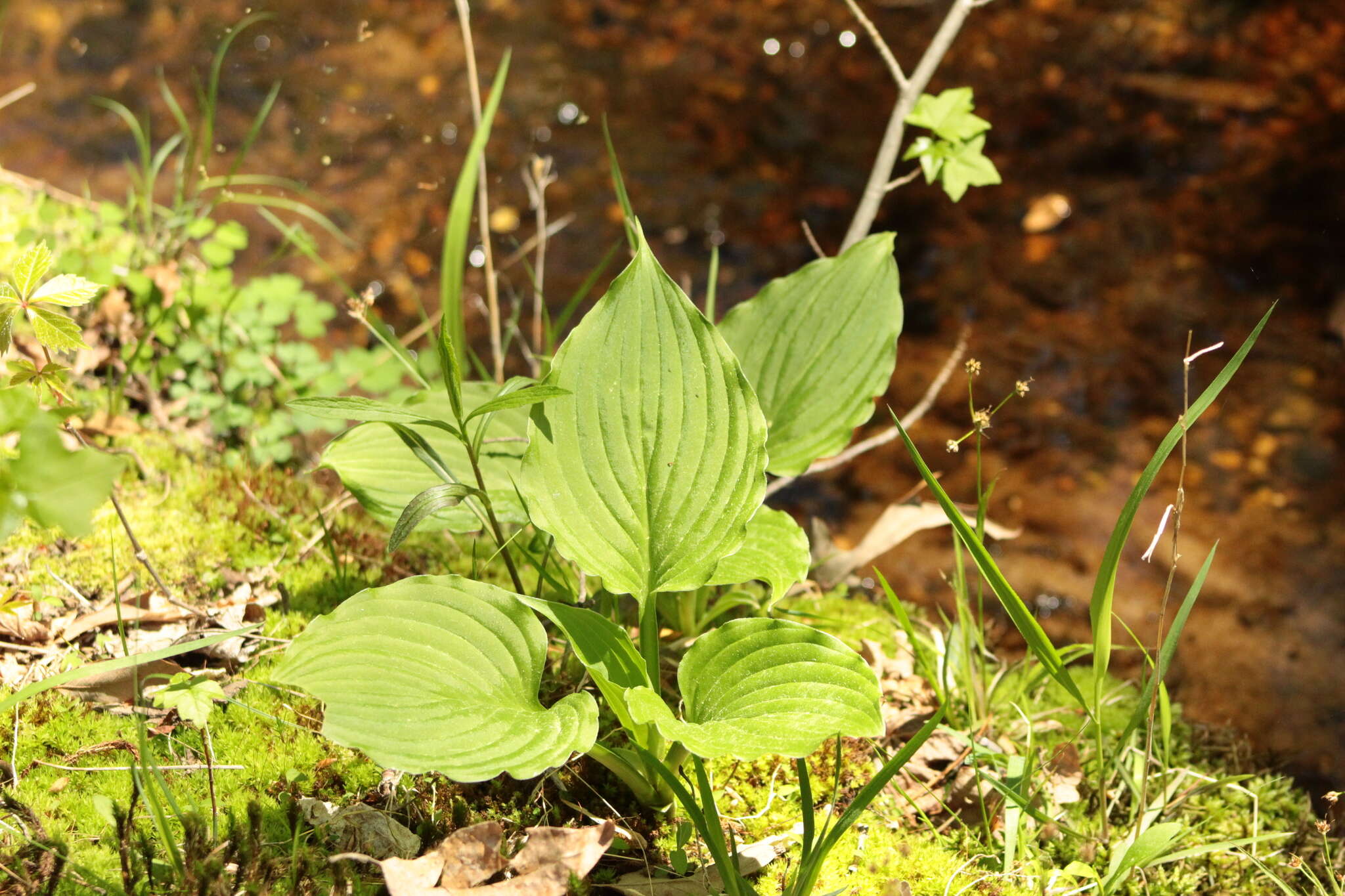 Imagem de Hosta plantaginea (Lam.) Asch.