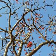 Image of Erythrina velutina Willd.