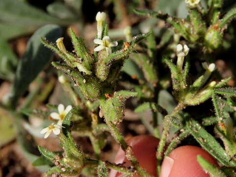 Image de Polycarena silenoides Harv. ex Benth.