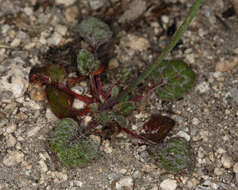 Imagem de Eriogonum nudum var. scapigerum (Eastwood) Jeps.