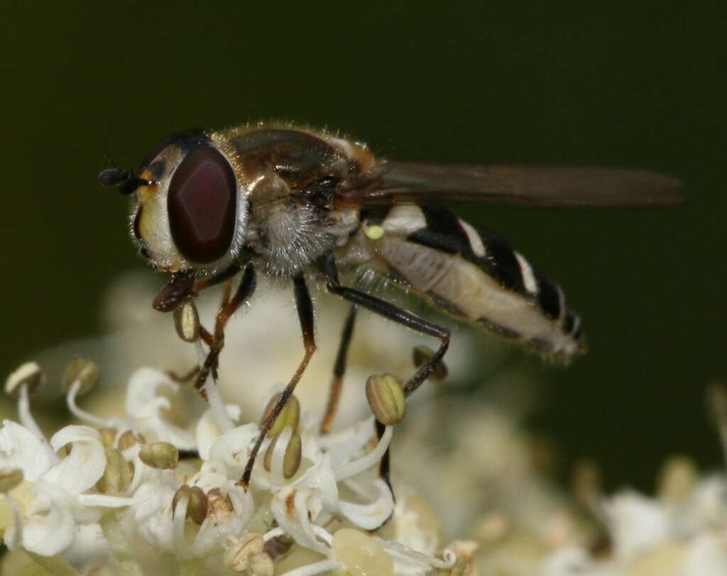 Image of Melangyna umbellatarum (Fabricius 1794)