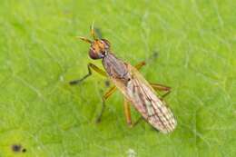 Image of Dichetophora finlandica Verbeke 1964