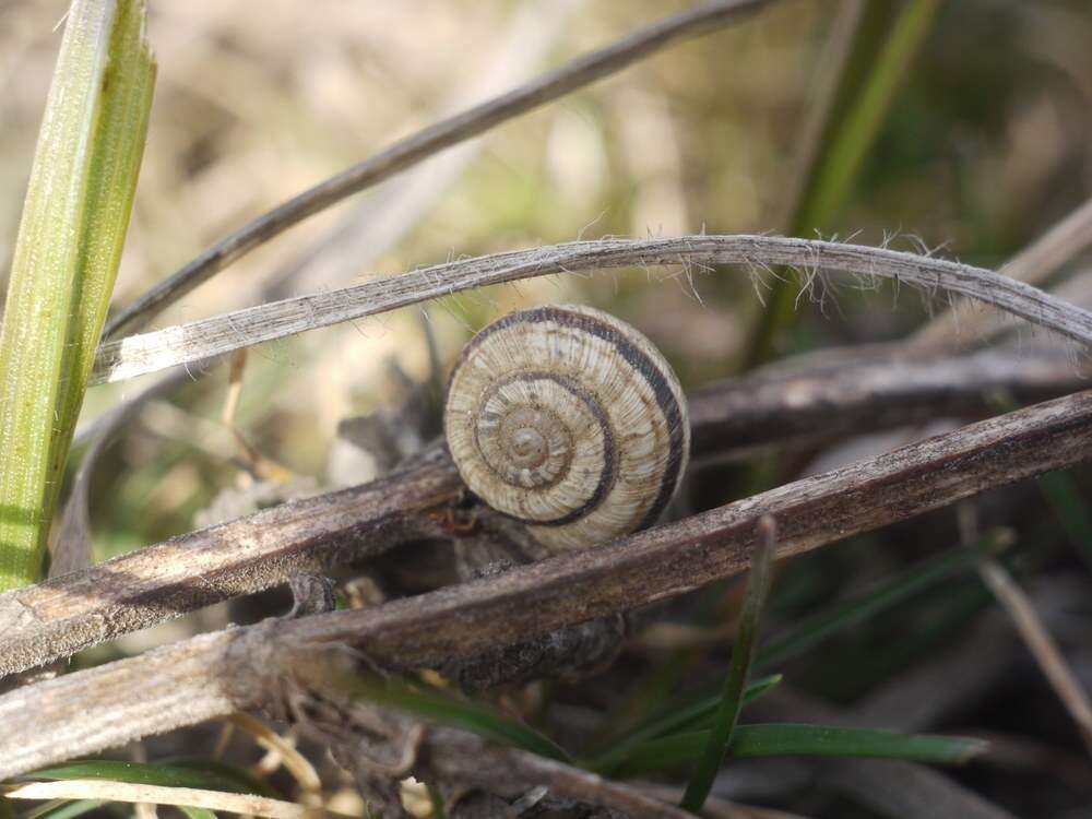 Image of Helicopsis lunulata