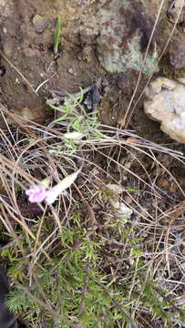 Image of Oxalis falcatula Salter