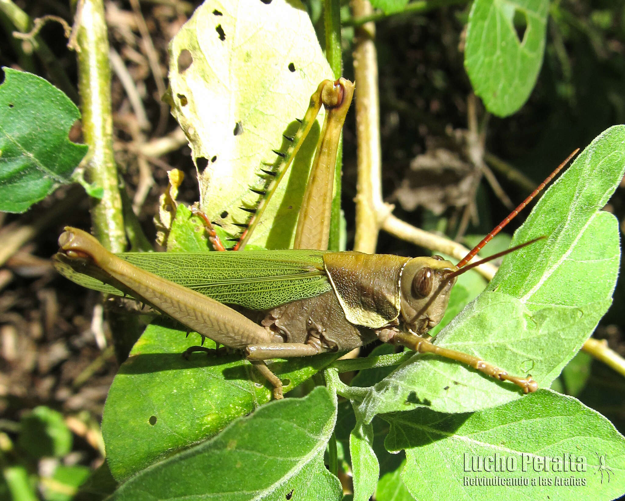 Image of Coryacris angustipennis (Bruner & L. 1900)