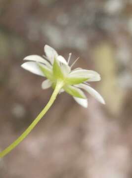 Image of Stellaria decipiens Hook. fil.