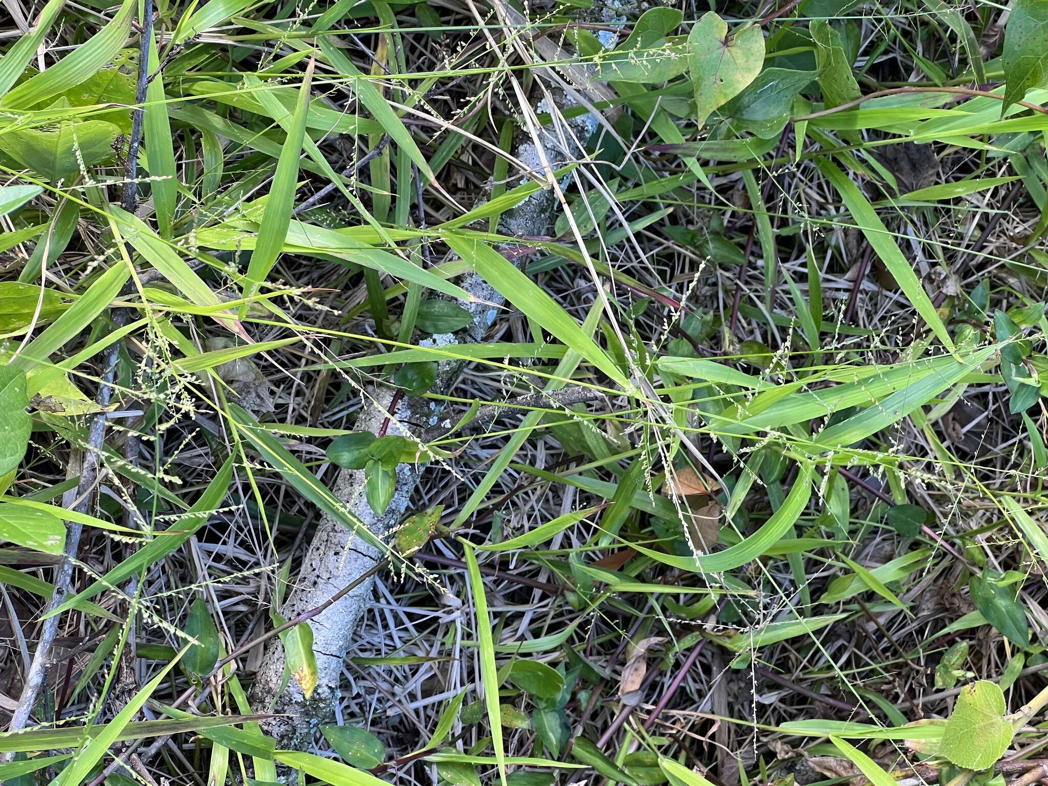 Image of Lax Gaping Grass