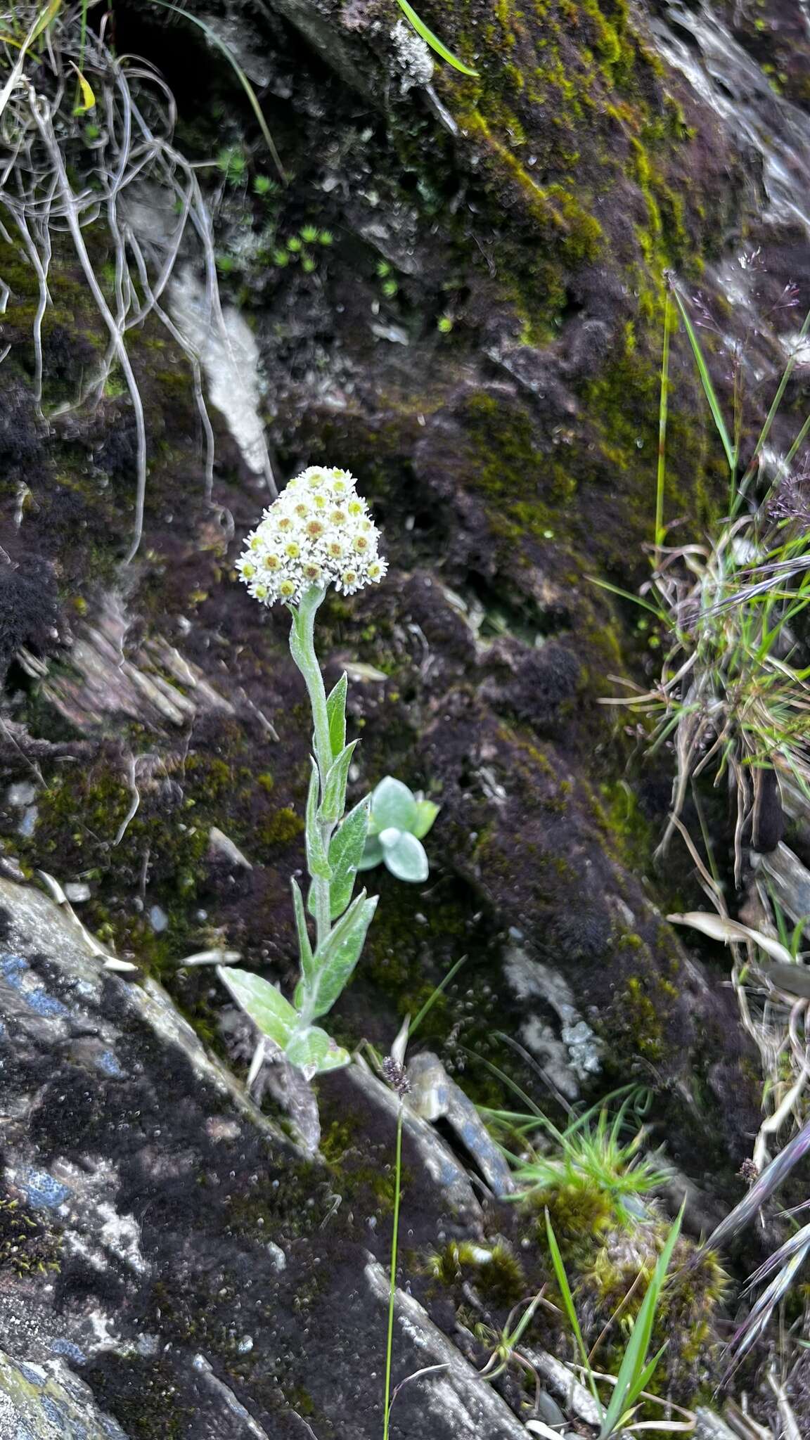 Image of Anaphalis royleana DC.