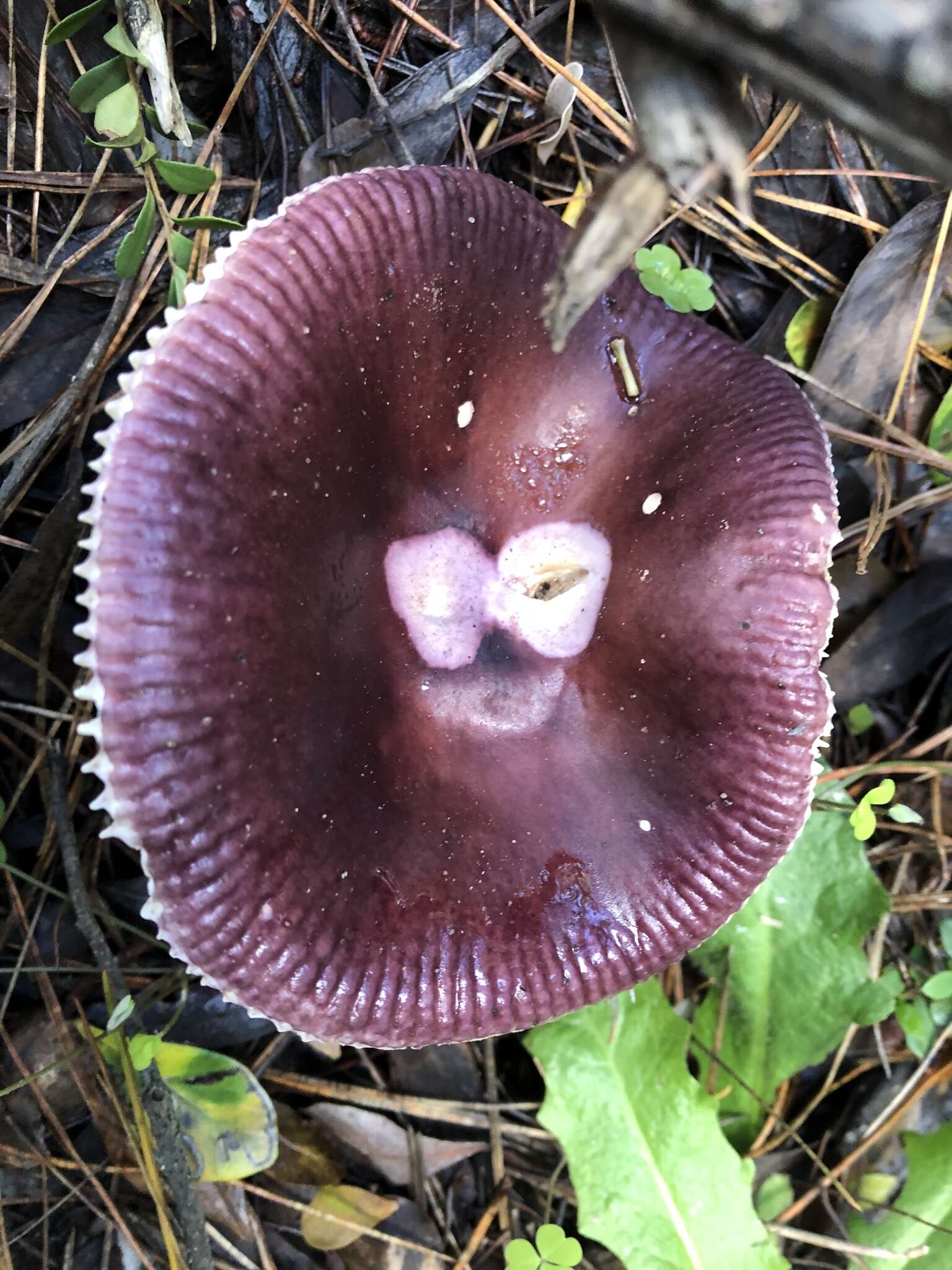 Image of Russula capensis A. Pearson 1950