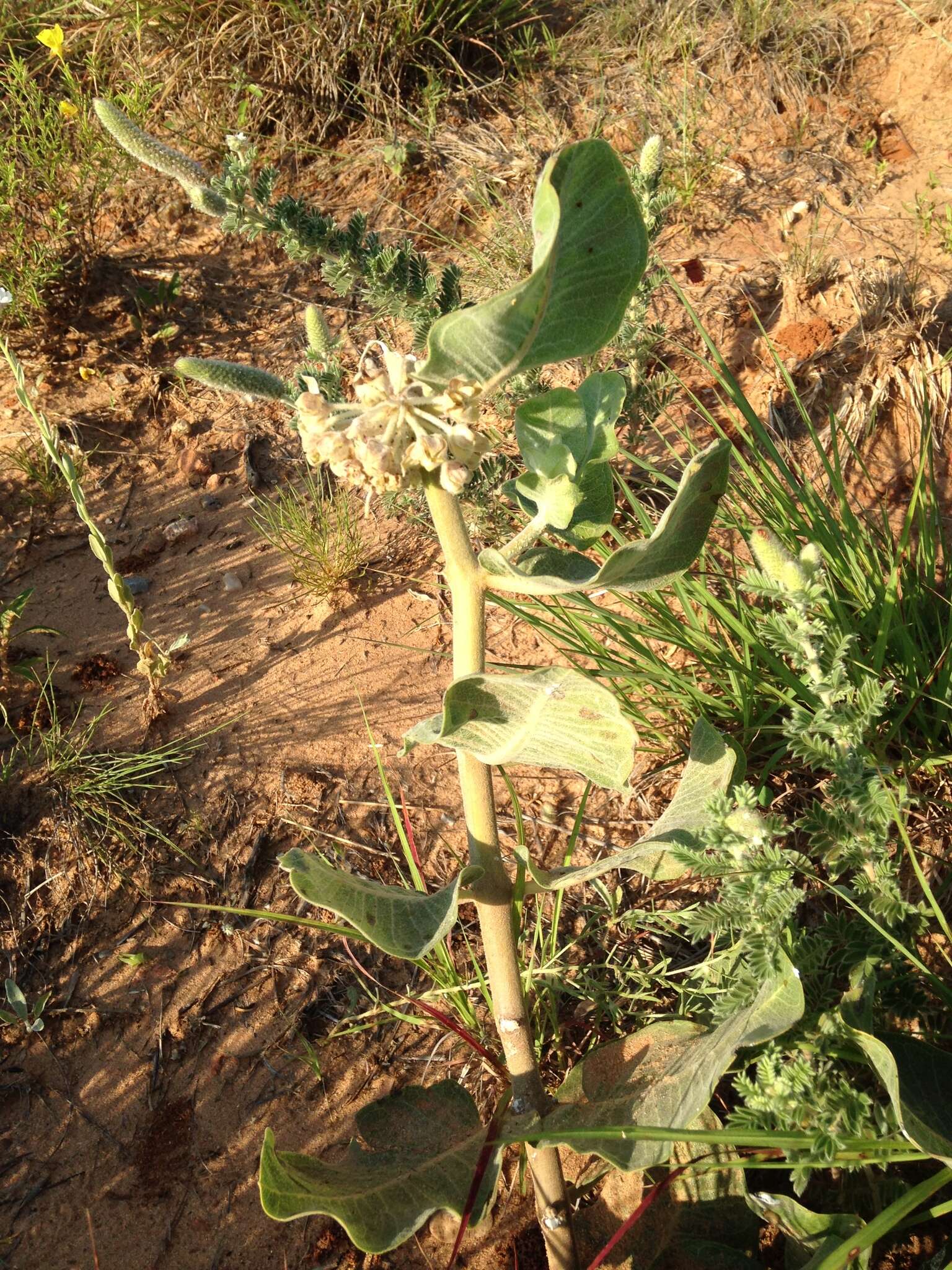 Imagem de Asclepias arenaria Torr.