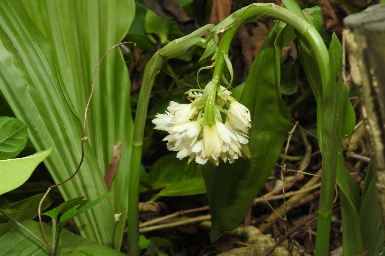 Image of Pink nodding orchid